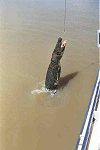 Adelaide river jumping croc