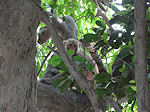 Bharatpur monkey