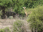 Bharatpur antelopes
