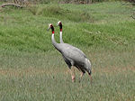 Bharatpur cranes