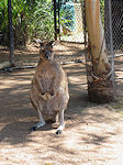 Canberra zoo kangaroo