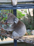 Canberra zoo koala