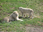 Canberra zoo white lions