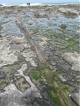 Catlins Curio Bay fossils