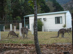 Halls Gap kangaroos