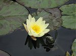 Huangguoshu lotus flower