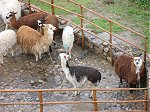 Huatajata alpacas & lamas