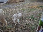 Huatajata baby alpaca