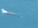 Kaikoura whale from plane