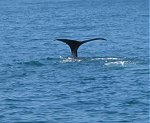 Kaikoura whale tail