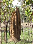 Kakadu termite mound