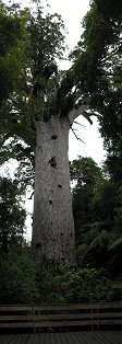 Waipoua forest kauri tree