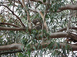Kenneth River koala