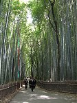 Kyoto bamboo grove