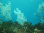 Milford Sound black coral