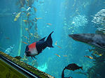 Monterey Aquarium colored fish