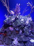 Monterey Aquarium coral