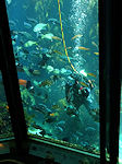 Monterey Aquarium diver