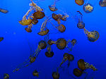 Monterey Aquarium jelly fish