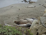 Pacific coast elephant seals