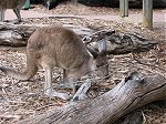 Perth zoo kangaroo