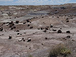 Petrified Forest Crystal forest