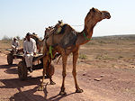 Ramathra camel close