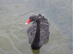 Rotorua swan