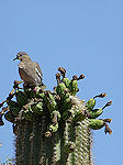 Saguaro and bird