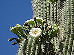 Saguaro blossom