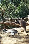 Sydney zoo kangaroos