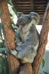 Sydney zoo koala