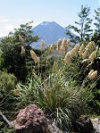Tongariro Mt Ngauruhoe grasses