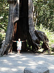 Vancouver big tree