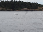 Victoria whale