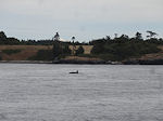 Victoria whale far