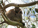 Cape Otway koala