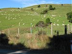Catlins sheep