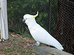 Halls Gap cockatoo