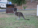 Halls Gap kangaroo