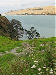 Hokianga harbour dunes