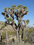 Joshua Tree NP