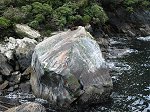 Milford Sound seals
