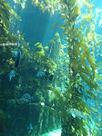 Monterey Aquarium kelp forest