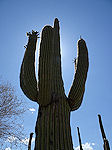 Saguaro close