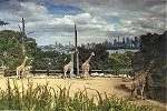 Sydney harbour view from zoo
