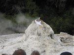 Wai-o-tapu lady know geyser