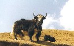Yak